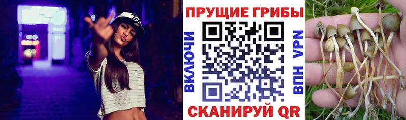 Галлюциногенные грибы Cubensis  где продают наркотики  Олёкминск 